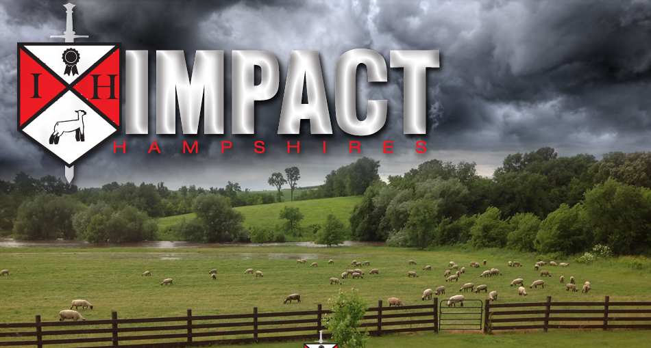 Impact Hampshires